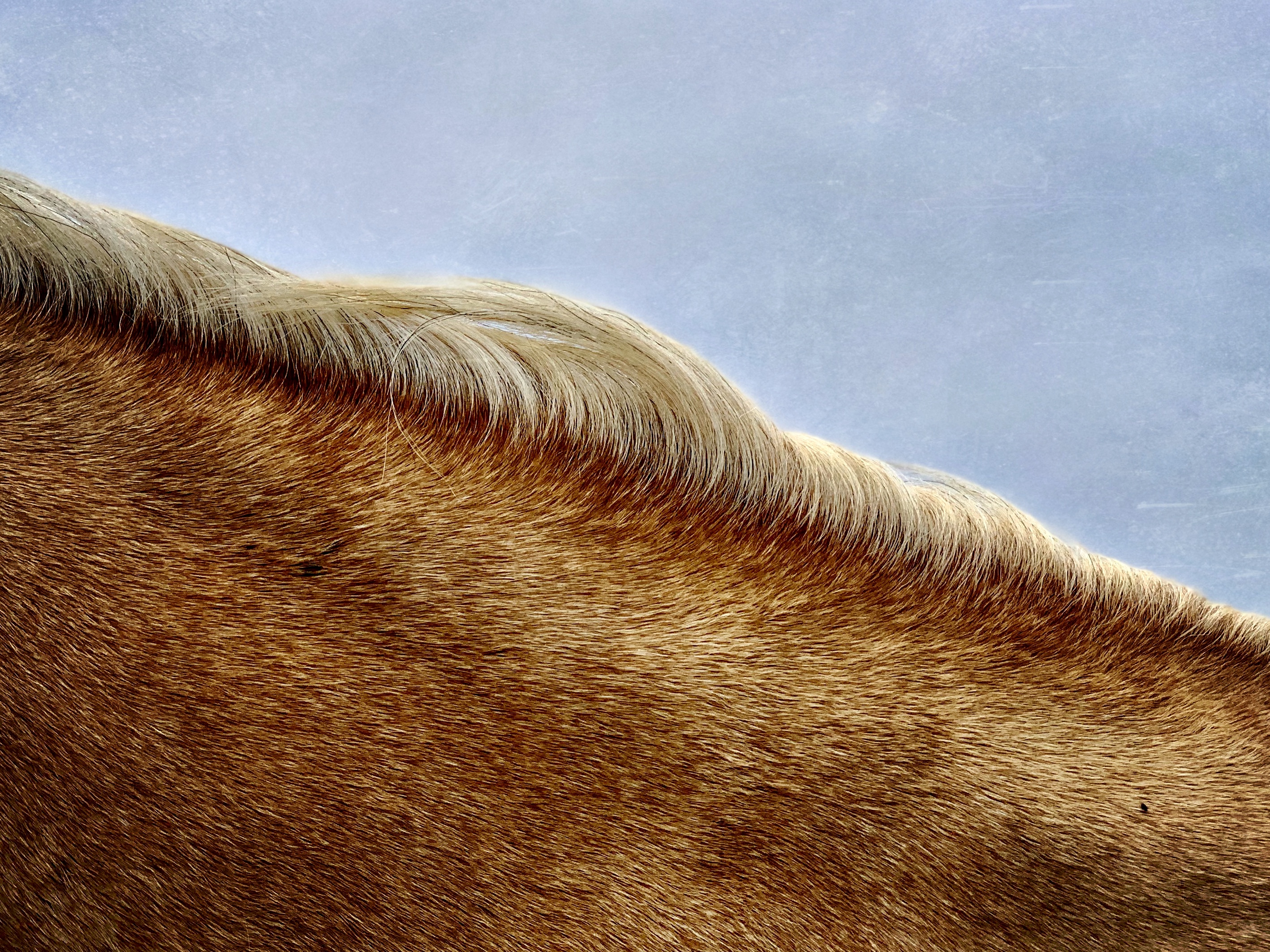 Untitled shot of a horse's mane for the iPhone Photography Awards 2021