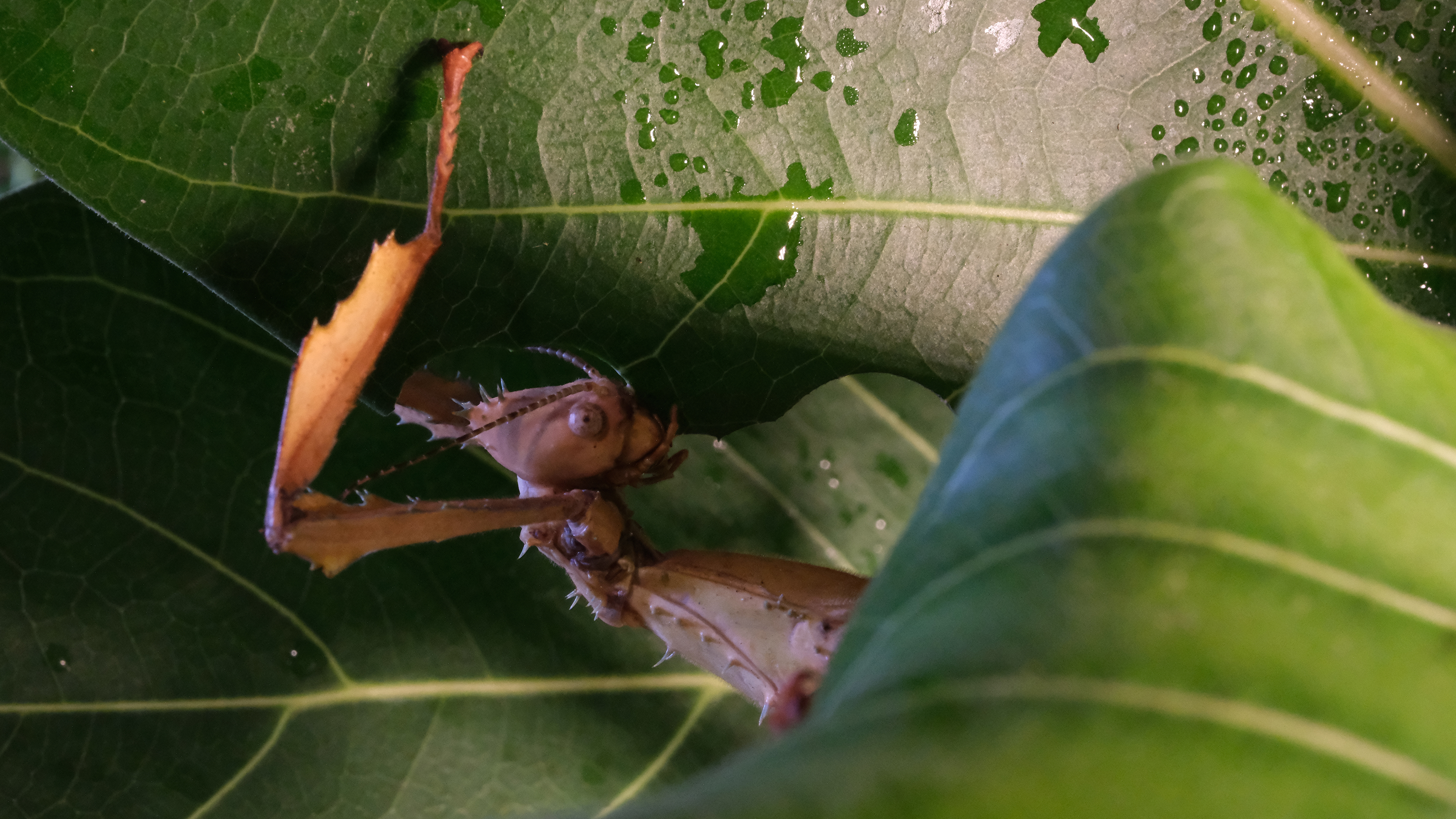 A stick insect crawling on a leaf