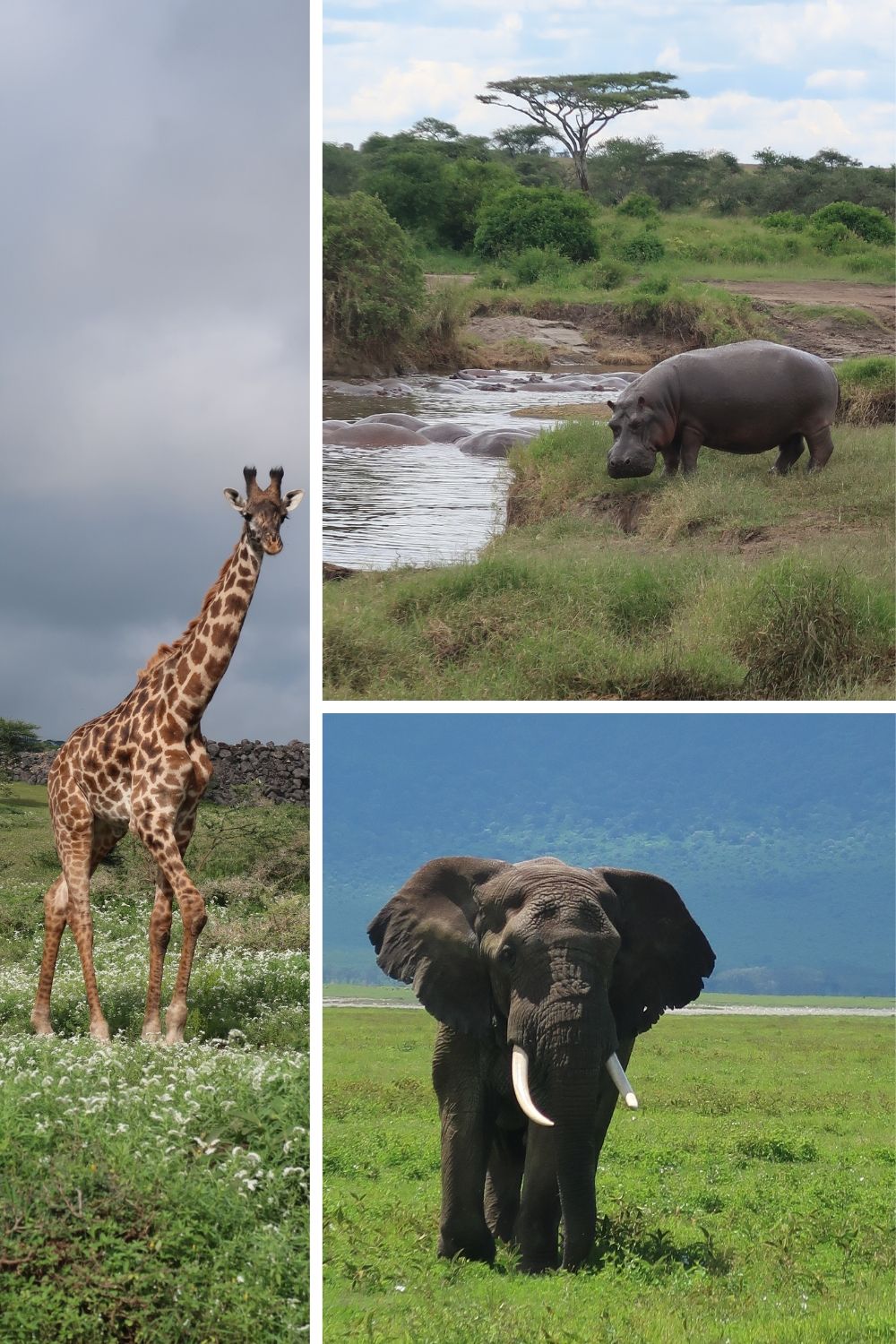 Animals of Ngorongoro Crater