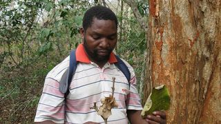 Cosmas Mligo with the fruit and a leaf of Karomia gigas in September 2011.