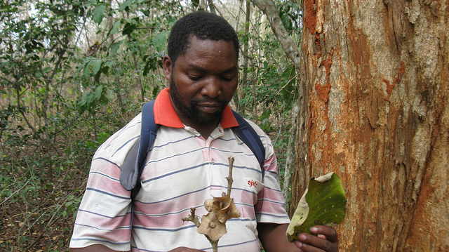 Cosmas Mligo with the fruit and a leaf of Karomia gigas in September 2011.