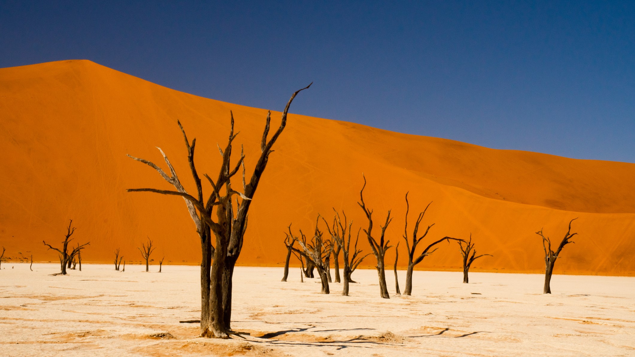 Dead trees in the foreground and a huge orangey red sand dune in the background. Deep blue sky above.