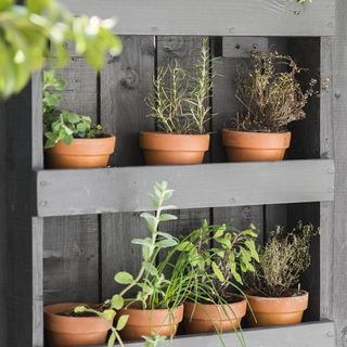 potted plants with wooden open shelve with fresh herbs