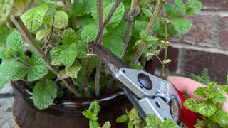 Pruning a mint plant using bypass secateurs