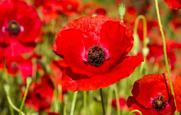 Poppies