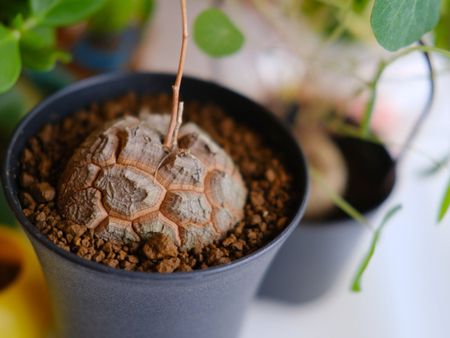 Indoor Potted Tortoise Plant