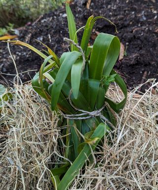 Tender evergreen agapanthus that has been tied and mulched for winter