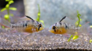 Bolivian Rams