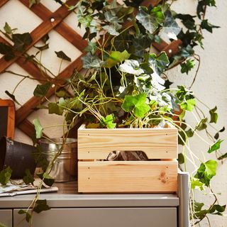 This versatile pine box is ideal for storing garden tools or even plants themselves