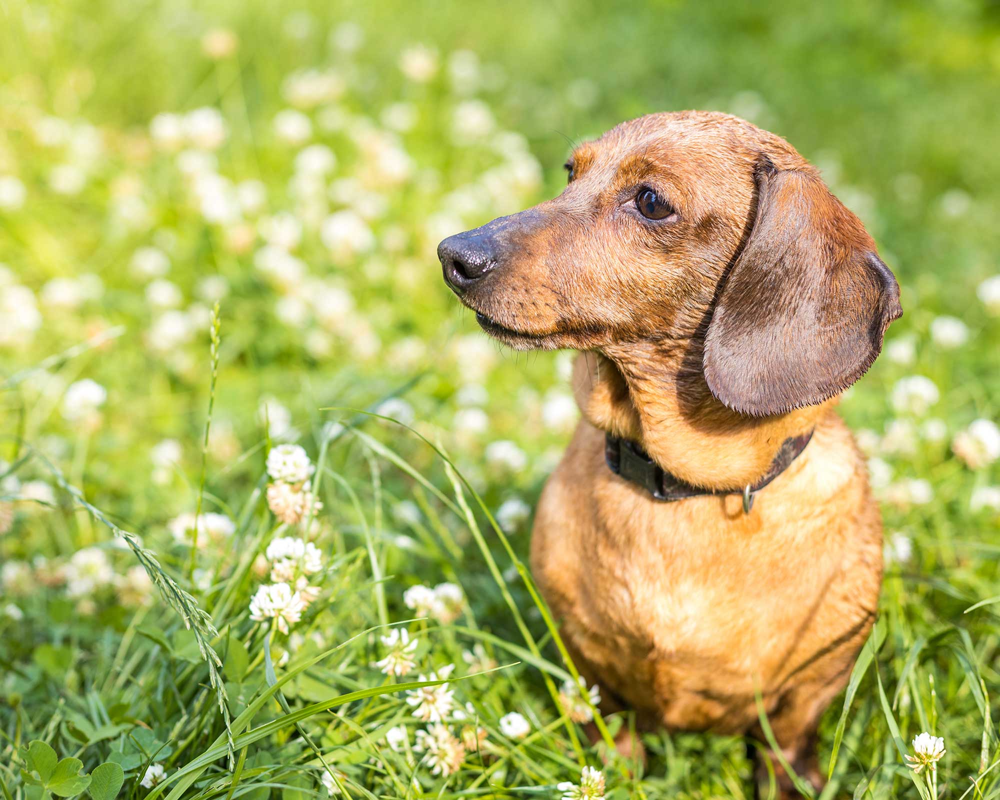 dog on clover lawn