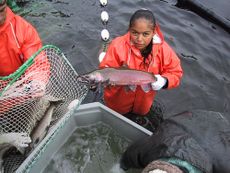 Coho salmon collection