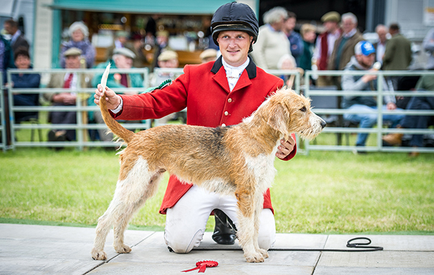 Cwrt-Y-Cadno Gossip 11 claims the best brood bitch title in the Welsh Foxhounds classes