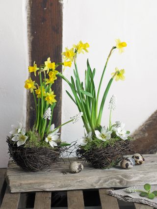 daffodils in pots