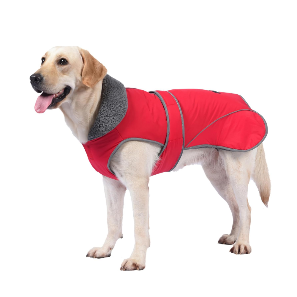Dogcheer dog coat in red on a labrador, one of the best dog coats