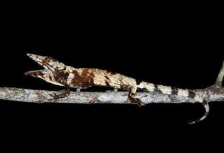 A twig specialist (Anolis sheplani) lizard from Polo, Dominican Republic.