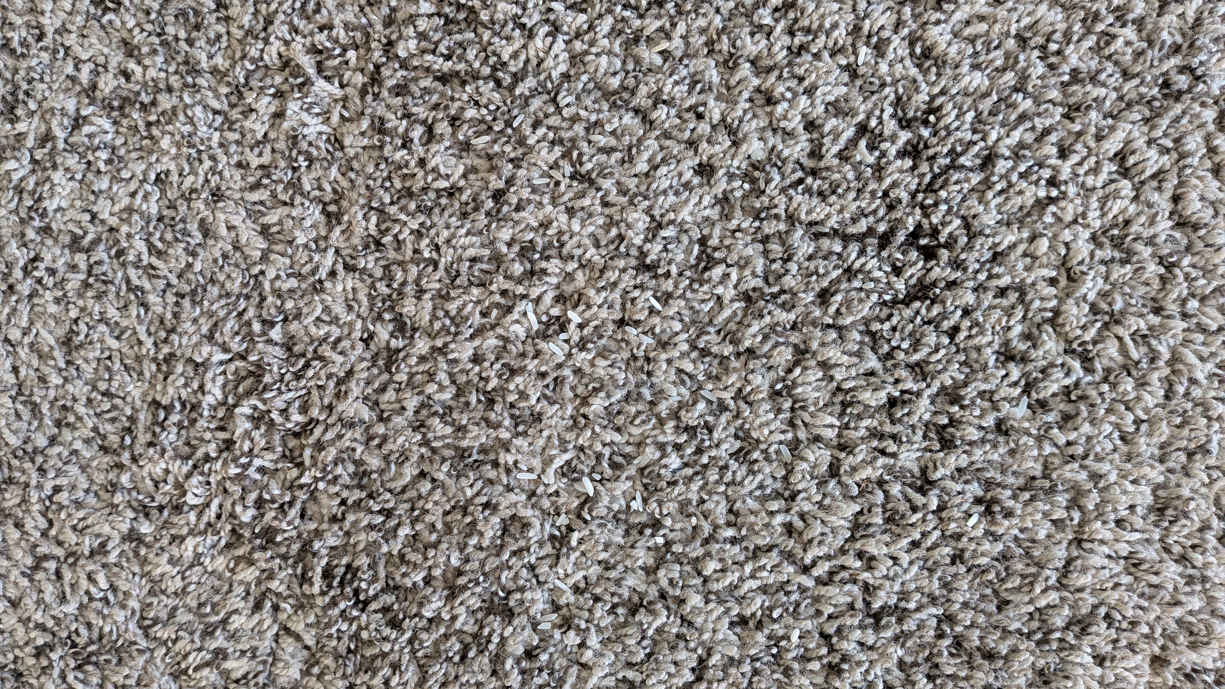 Carpet after one pass with Shark PowerDetect Speed vacuum cleaner on low power