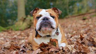 Bulldog lying in autumn leaves