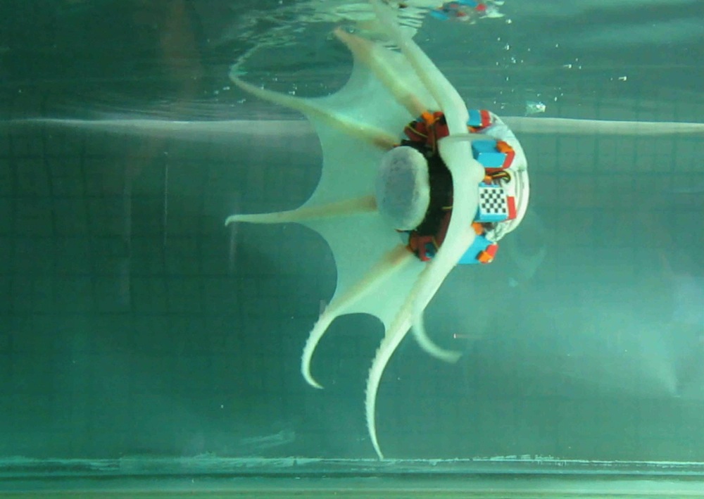Photos Amazing Tech Inspired By The Octopus Live Science