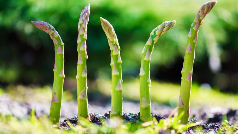 vegetables to plant in October include asparagus, to achieve ripening spears in a garden in April