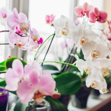 orchid plant