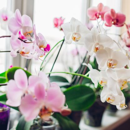 orchid plant