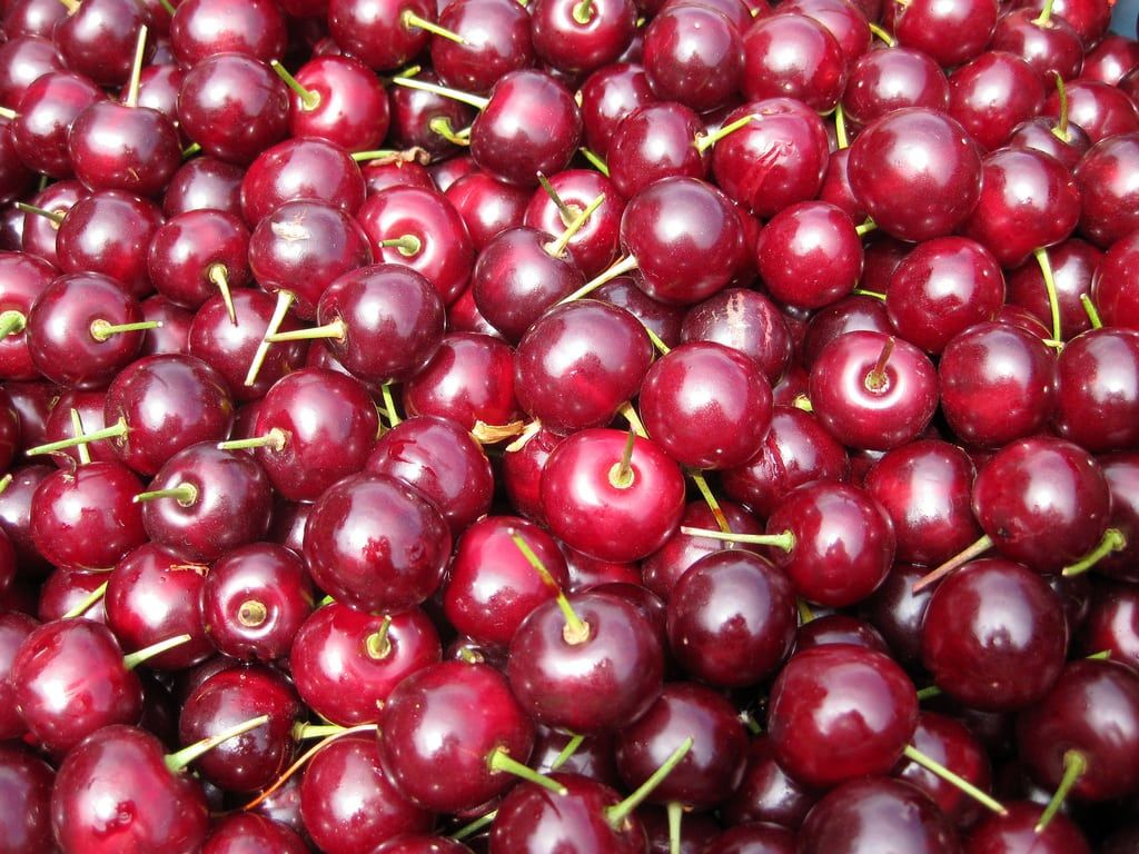 morello cherries