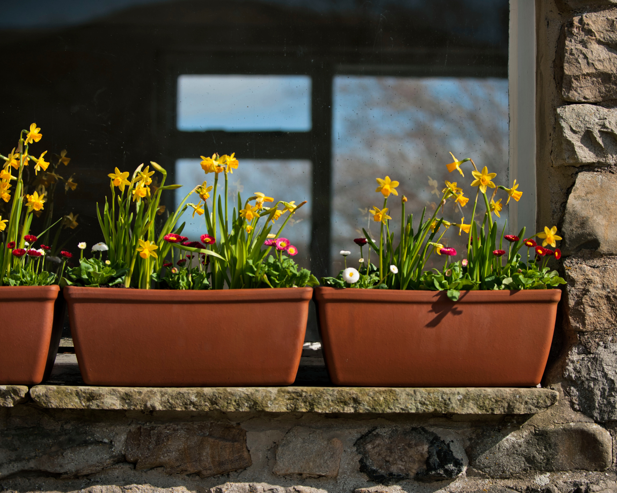 daffodils, bellis and spring bulbs growing in window box planter on a sunny day in spring