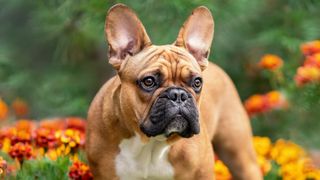 French bulldog among flowers.