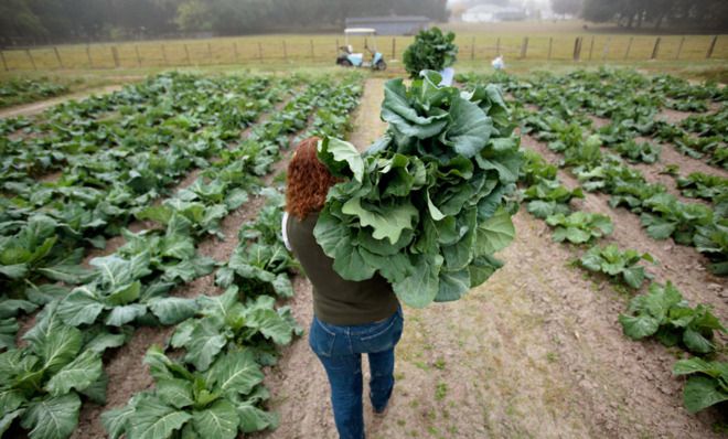 Collard greens