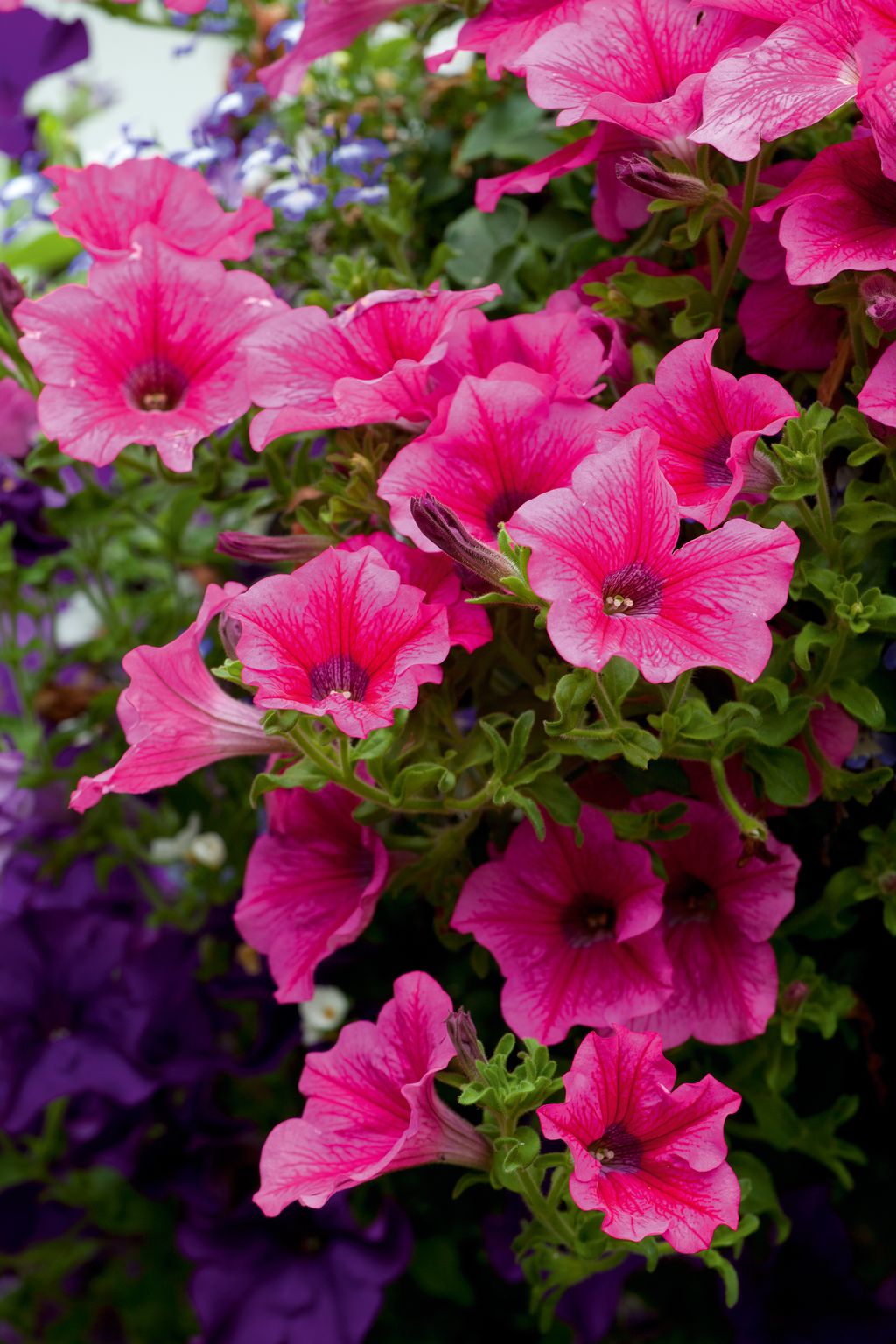 How to deadhead petunias and how often to increase blooms Homes