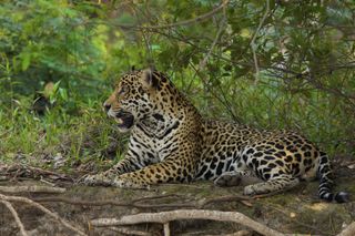 This jaguar was photographed in Brazil's Pantanal region.