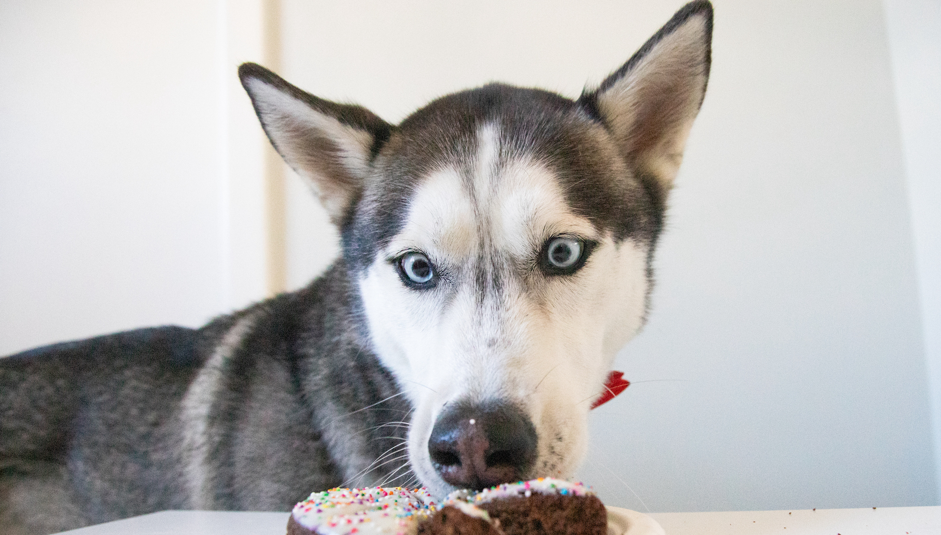 Siberian husky eyeing up chocolate doughnut