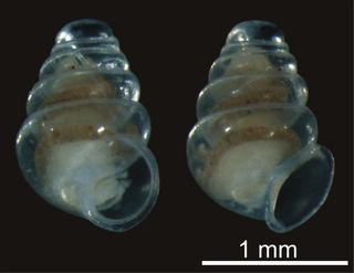 transparent snail with no eyes