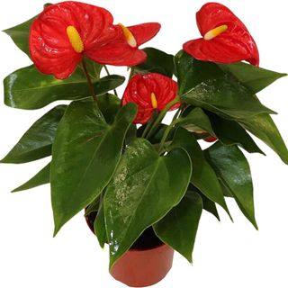 California Tropicals Anthurium Red -