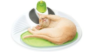 How to Provide Mental Stimulation for Indoor Cats: Best Interactive Ca –  CatsEssentials