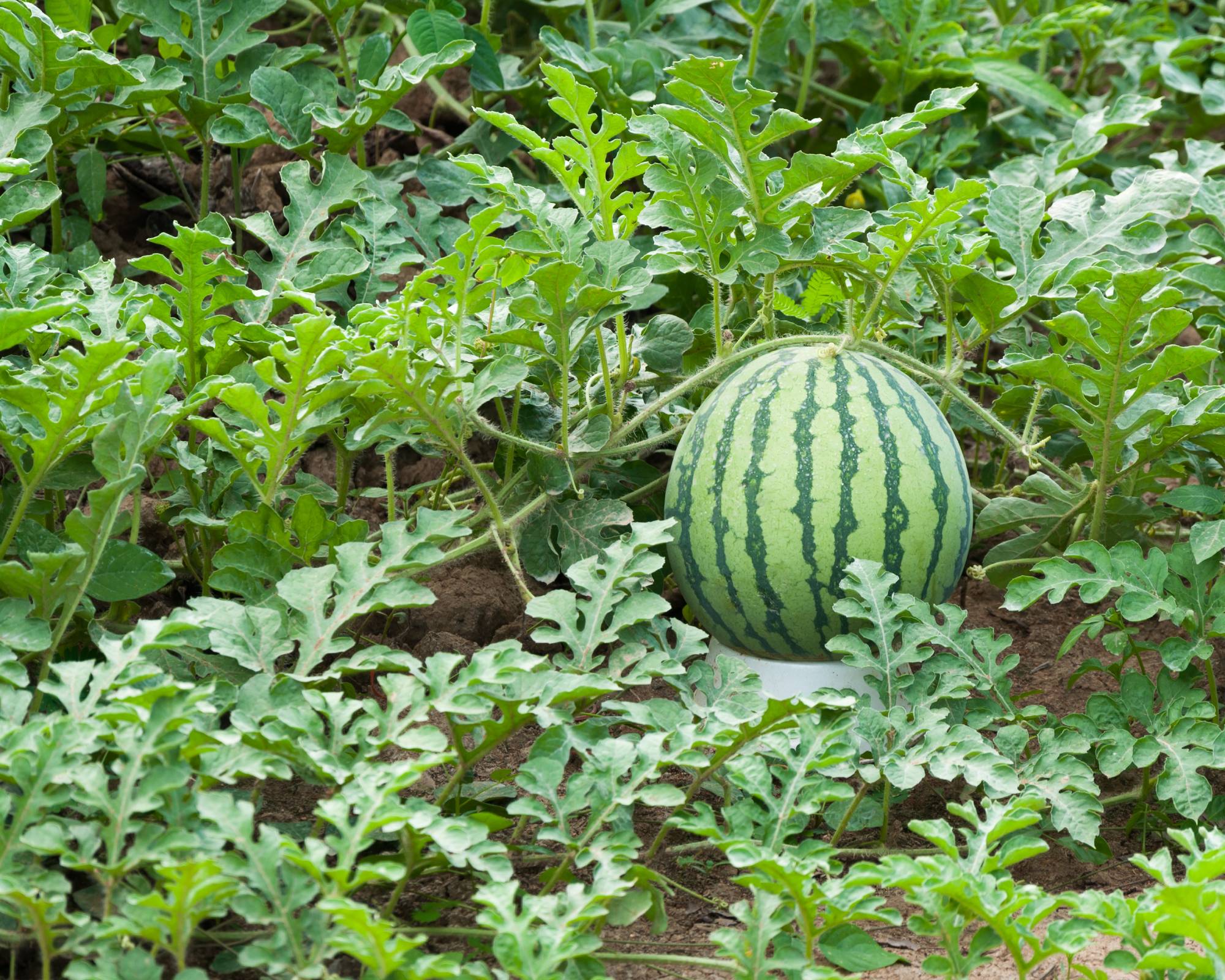 Watermelon in garden with vines and leaves