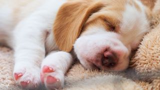 Puppy sleeping happily with the help of the best puppy sleep aids