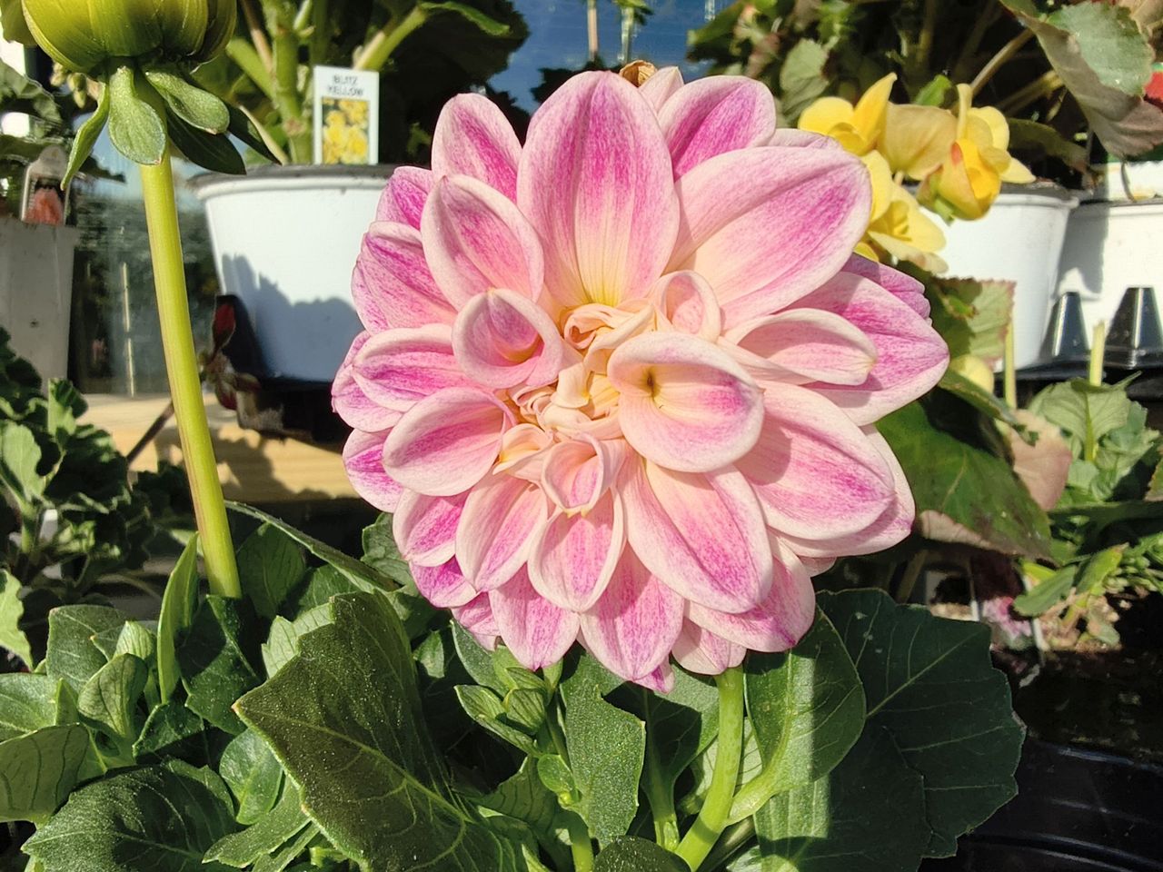 Motorola Razr 2026 camera sample.