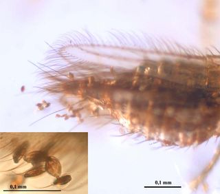 This photo taken under a microscope reveals Gymnosperm pollen, attached to the abdomen and wing of a <em>Gymnopollisthrips</em> fossilized insect inclusion in amber.