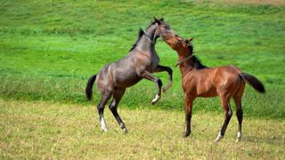 Young horses playing