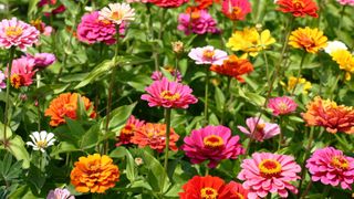 Zinnias in a selection of colors