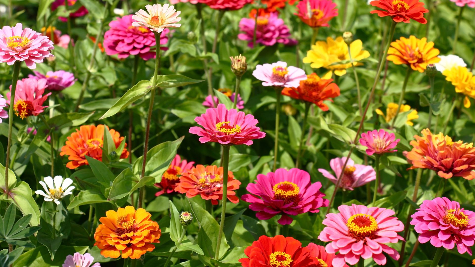 7 flower seeds to sow in July for bountiful blooms | Tom's Guide