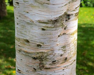 white bark of a silver birch tree