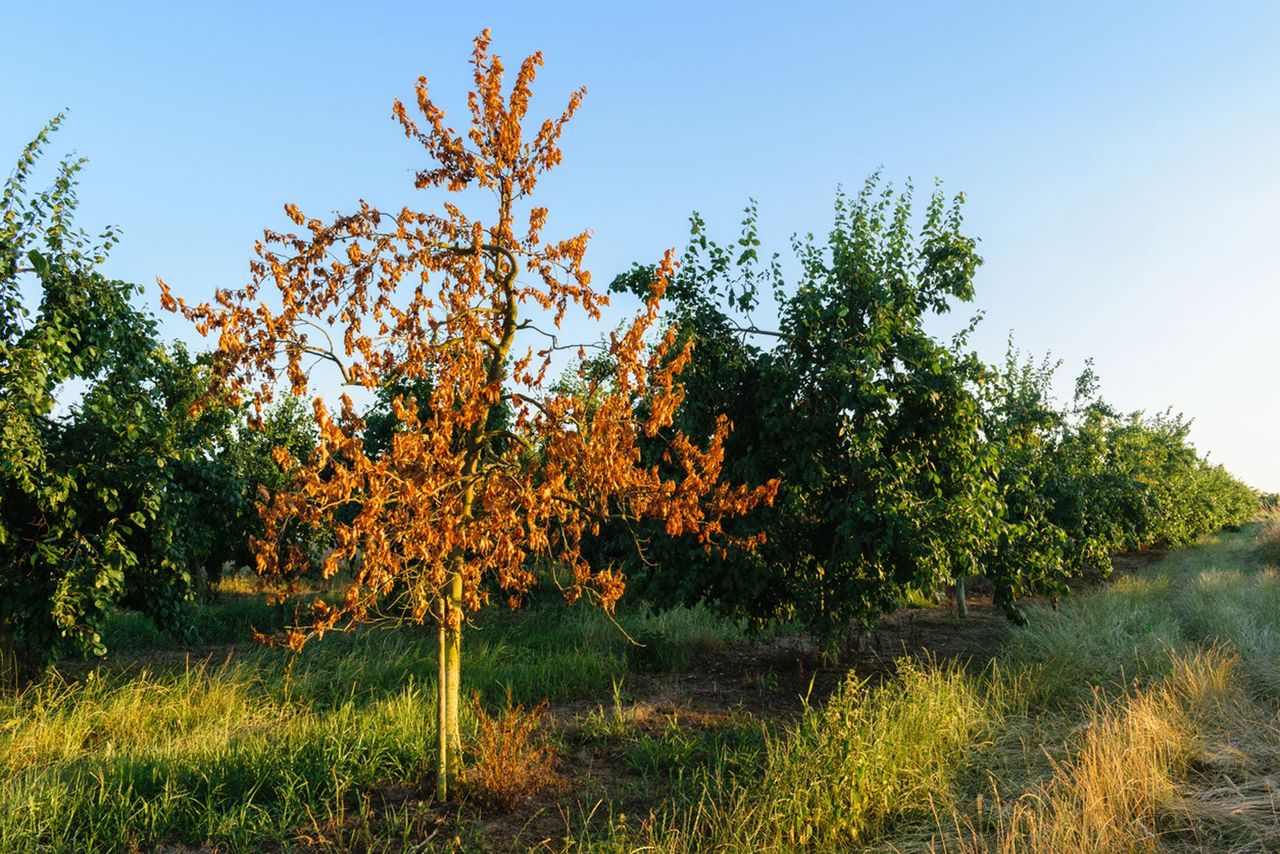 Tree Orchard With A Single Tree With Dead Leaves