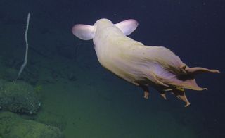 Nautilus mission, Grimpoteuthis octopus