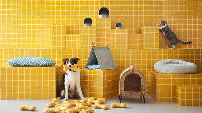 IKEA UTSÅDD products on a yellow background with a dog and cat in the frame