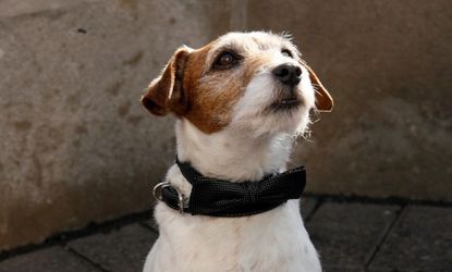 Uggie, the dog star of the Oscar nominated "The Artist," is set to retire after a notable career and whirlwind year in Hollywood.