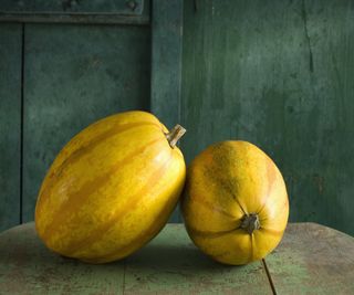 Two spaghetti squash on a worn green table