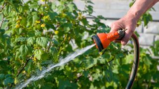 watering plants with a spray gun