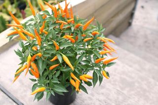 Chillies growing in a pot